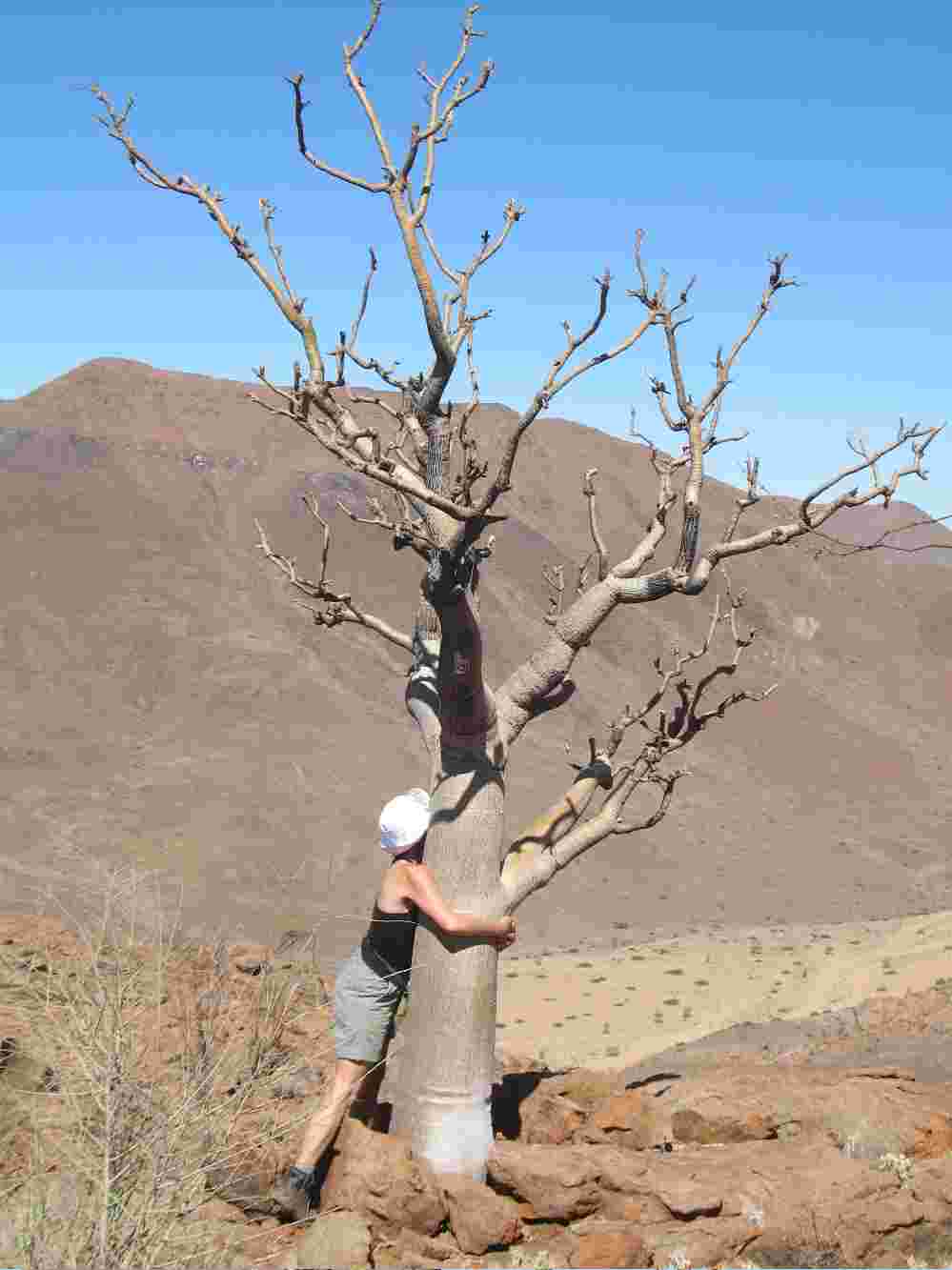 moringa1